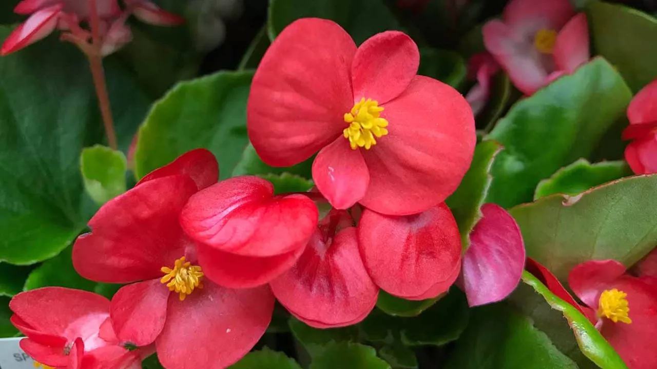 Begonias