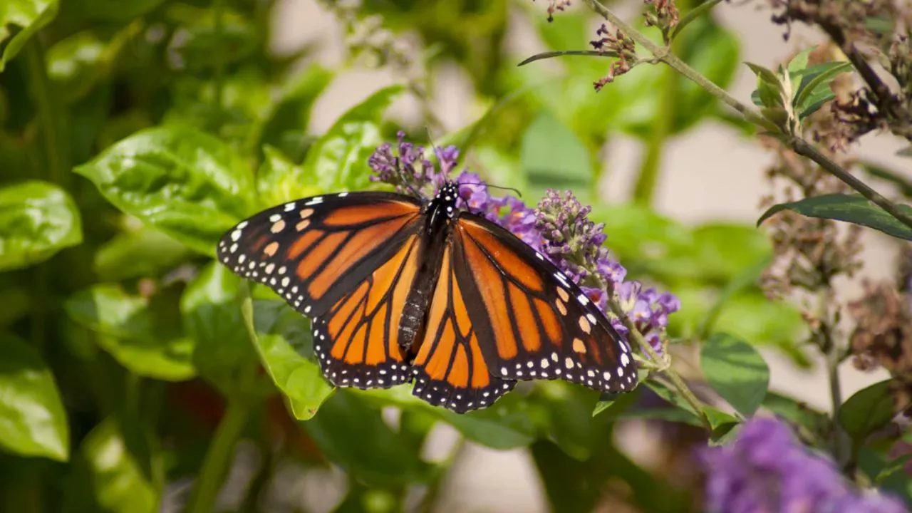 How To Create A Great Butterfly Garden With Ease 10 Butterfly Garden With Fragrant Flowers