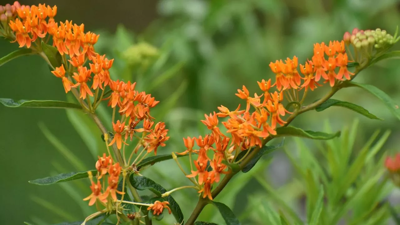 Butterfly Weed
