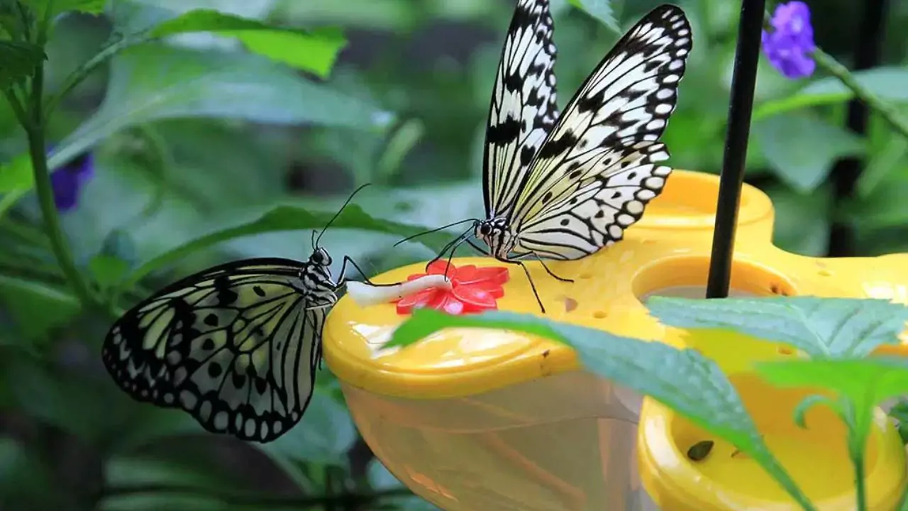 Buying A Butterfly Feeder
