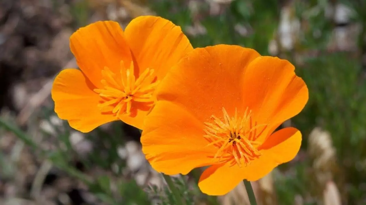 Californian Poppy
