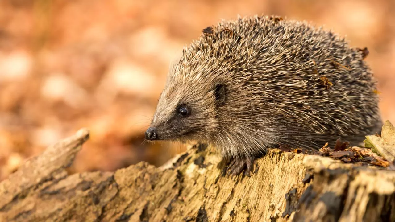 Are Hedgehogs Messy? 1 Can You Toilet Train a Hedgehog