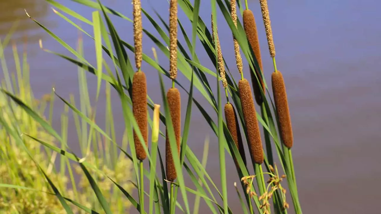 Cattail plant