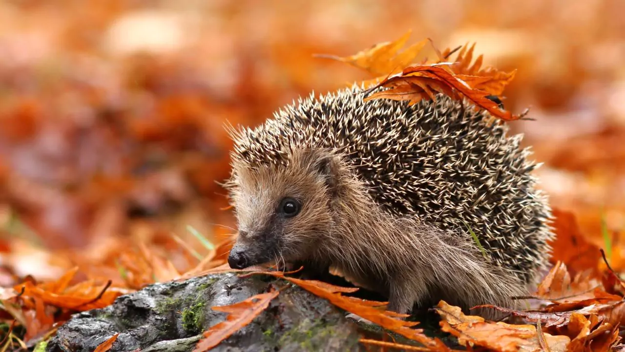 Are Hedgehogs Messy? 3 Cleaning hedgehog cage