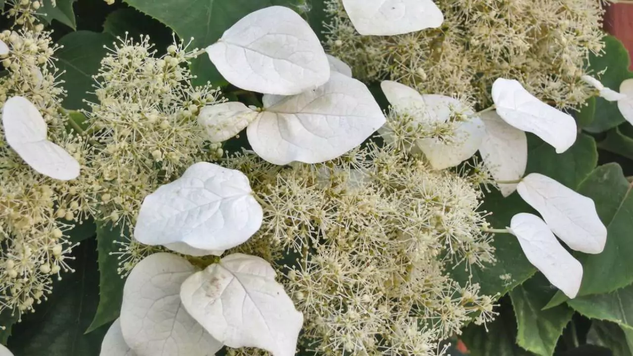 Climbing Hydrangea