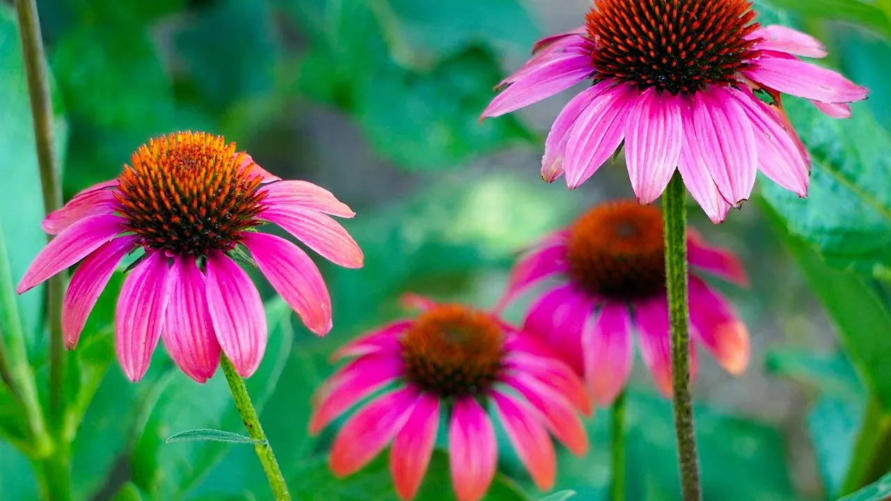 How To Create A Great Butterfly Garden With Ease 6 Coneflowers