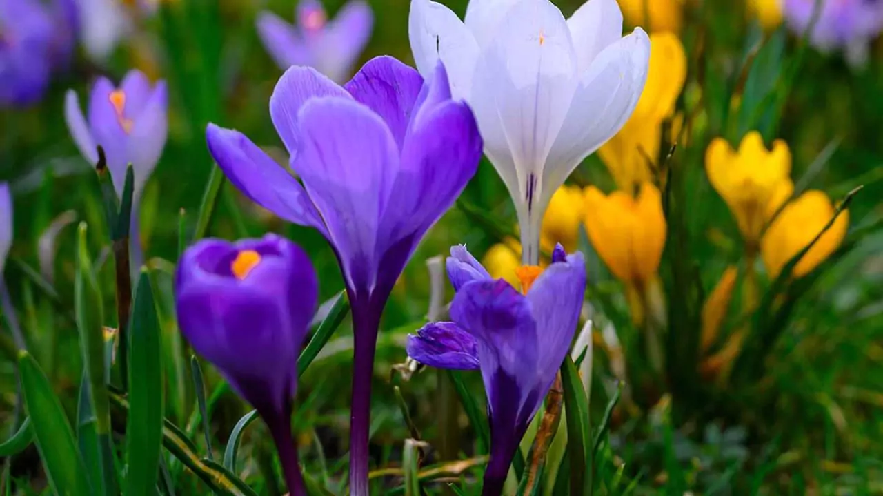 Crocus
