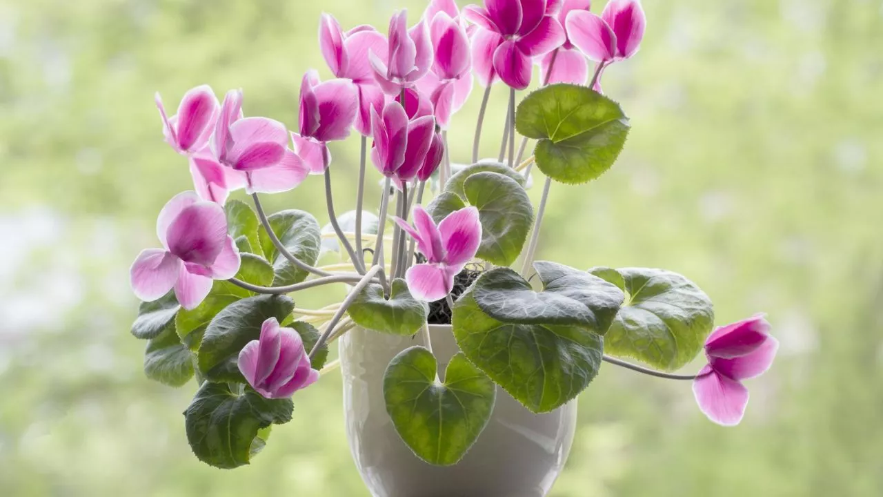 Cyclamen