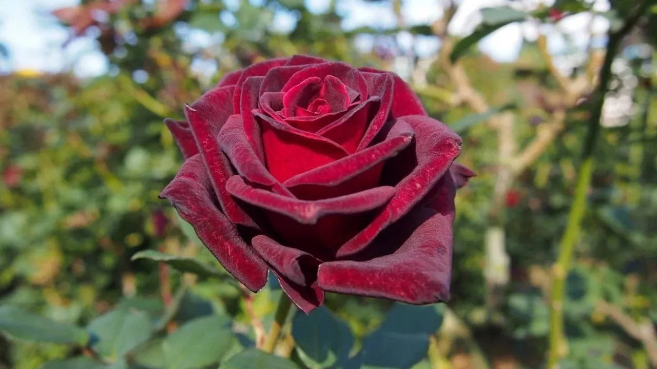 Dark Red Rose