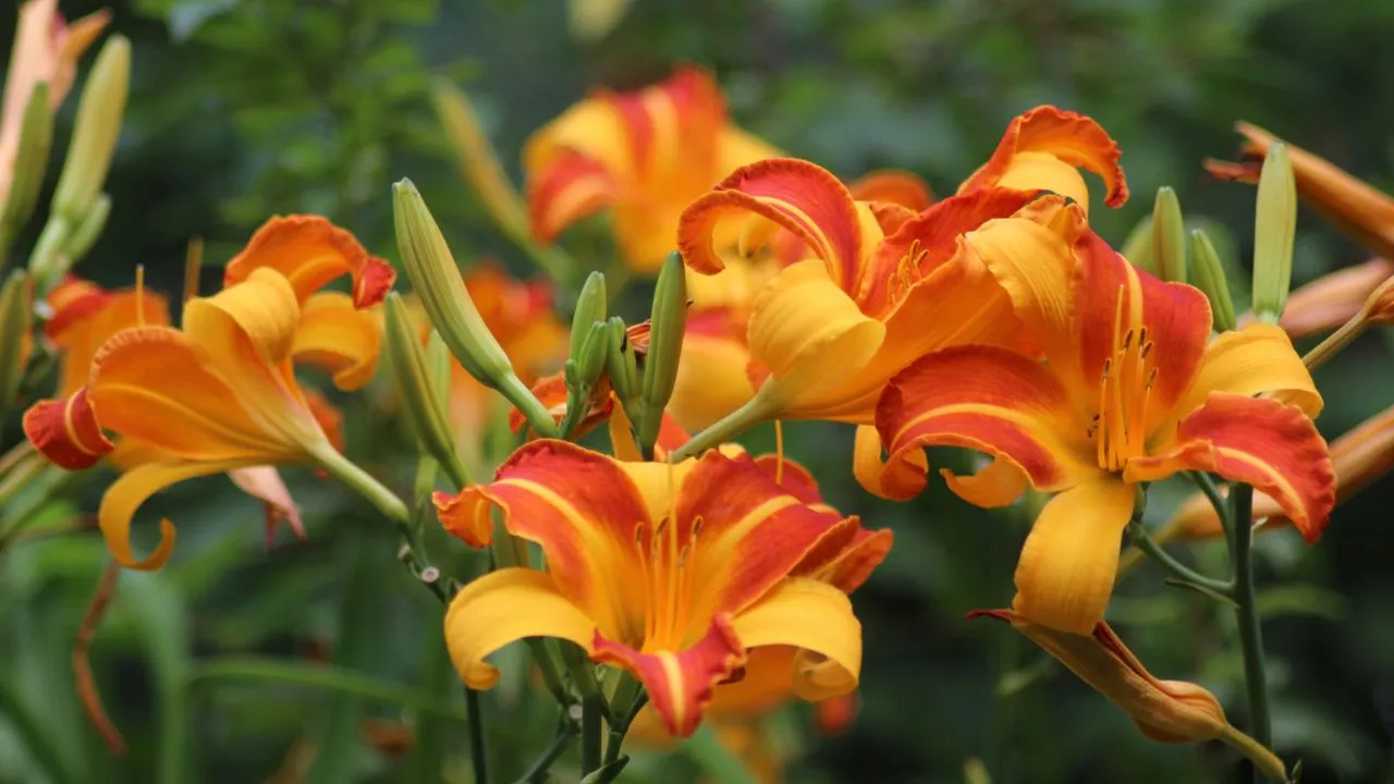 How To Create A Great Butterfly Garden With Ease 14 Daylilies