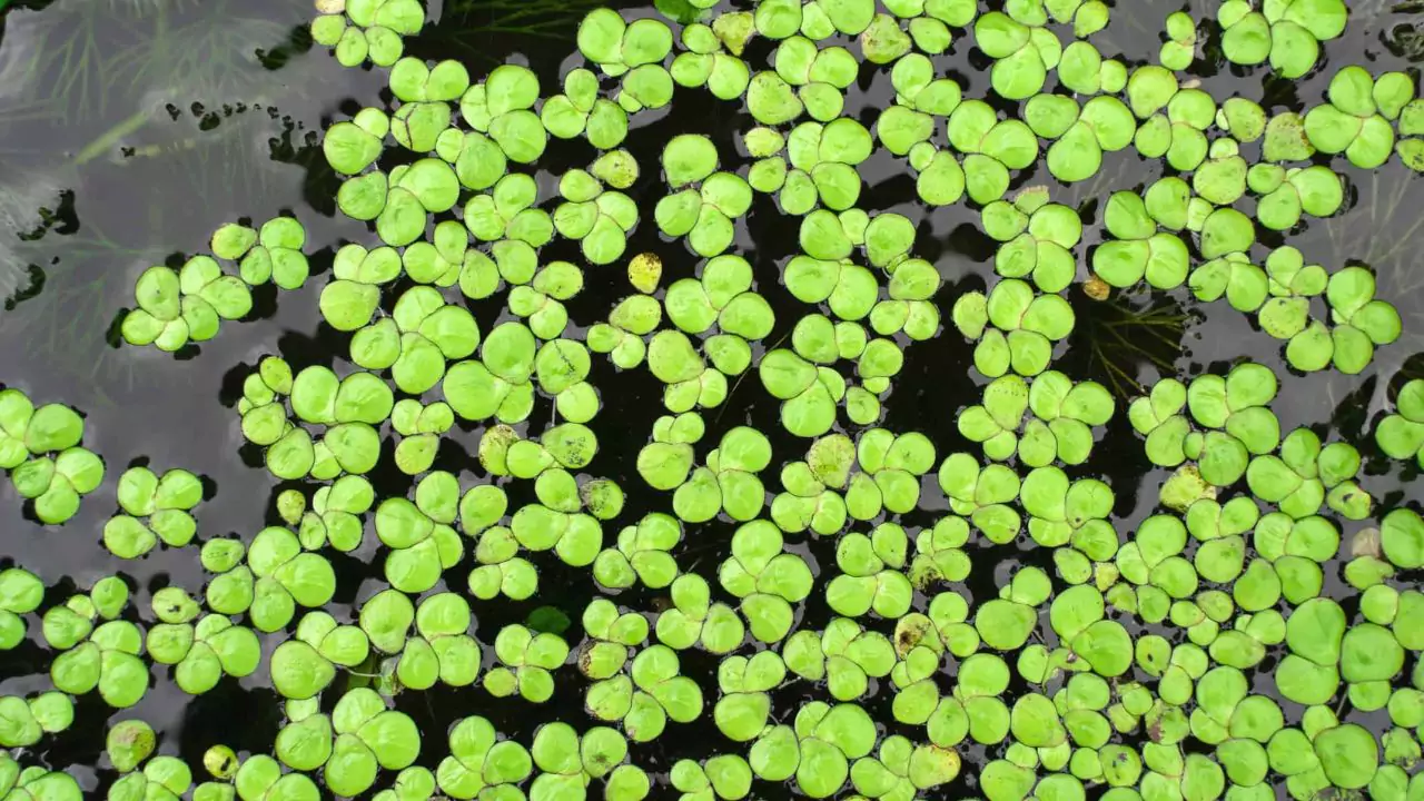 How Do Pond Plants Get Nutrients