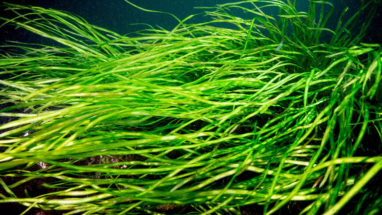 Eelgrass
