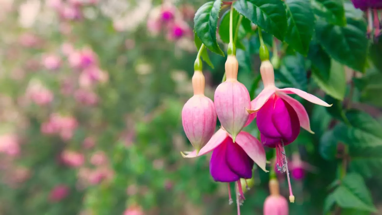 11 Plants Perfect for Attracting Pollinators to Your Garden