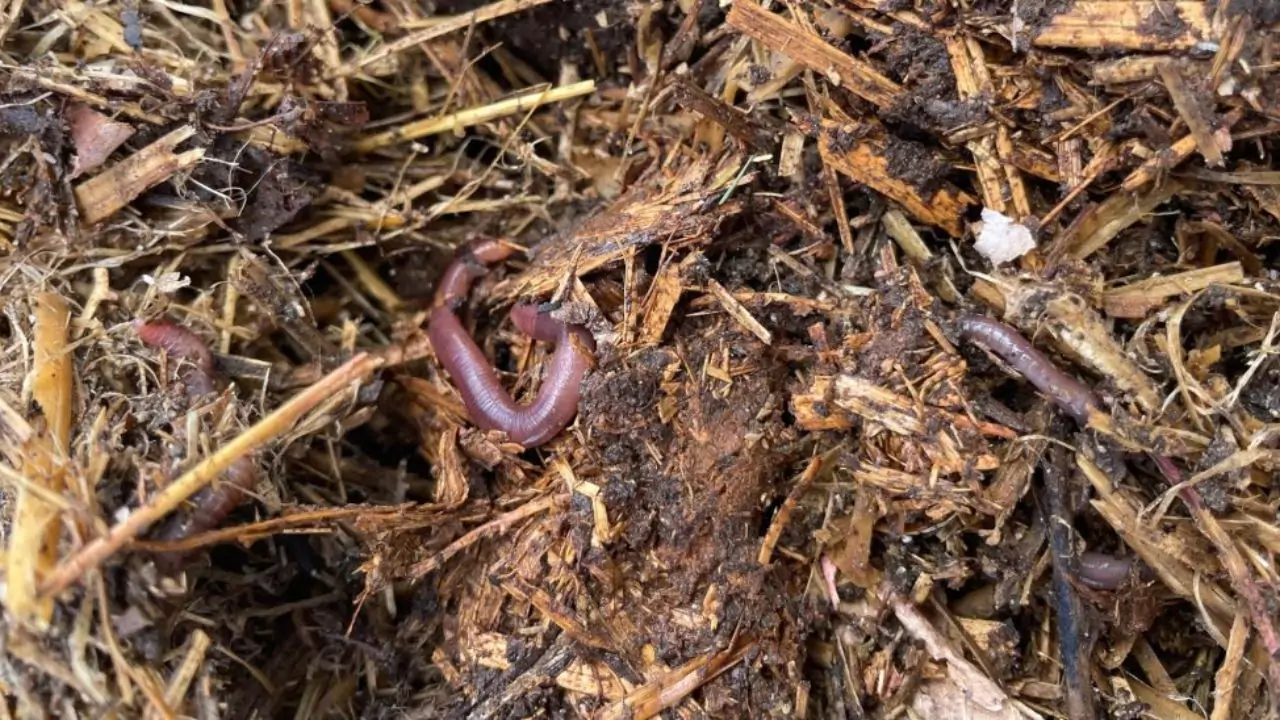 Getting Worms In Compost Pile