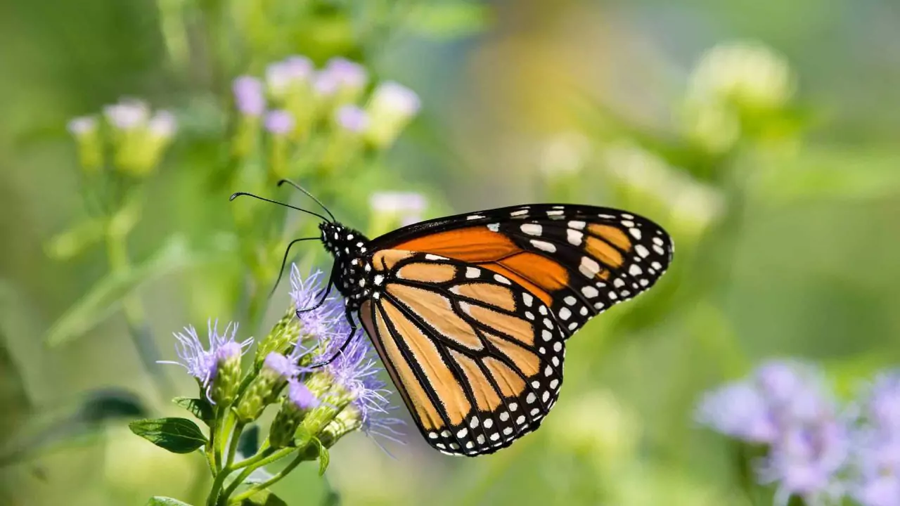How To Attract Butterflies To Your Yard 1
