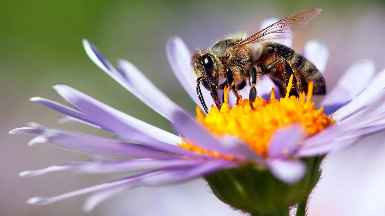 Why Are Bees Important