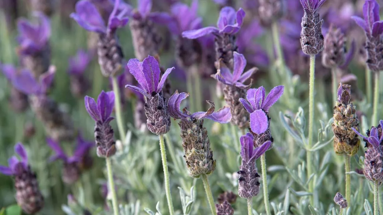 How To Create A Great Butterfly Garden With Ease 12 Lavender 1