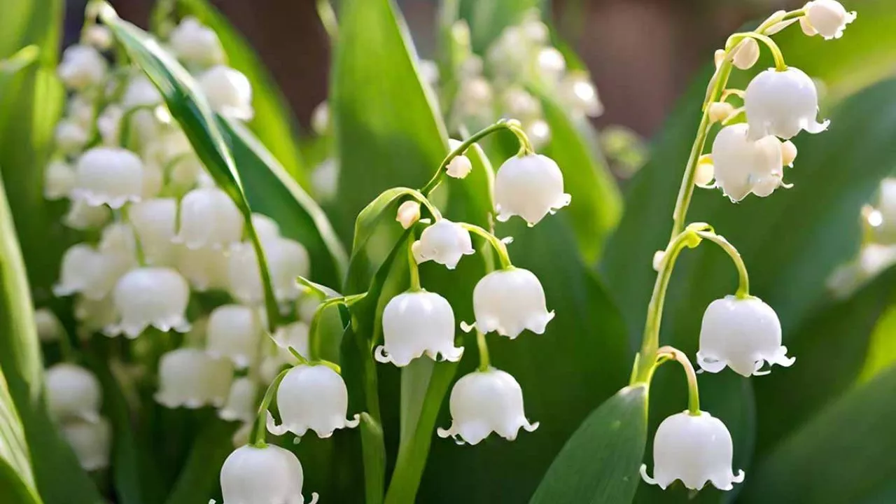 Lily Of The Valley