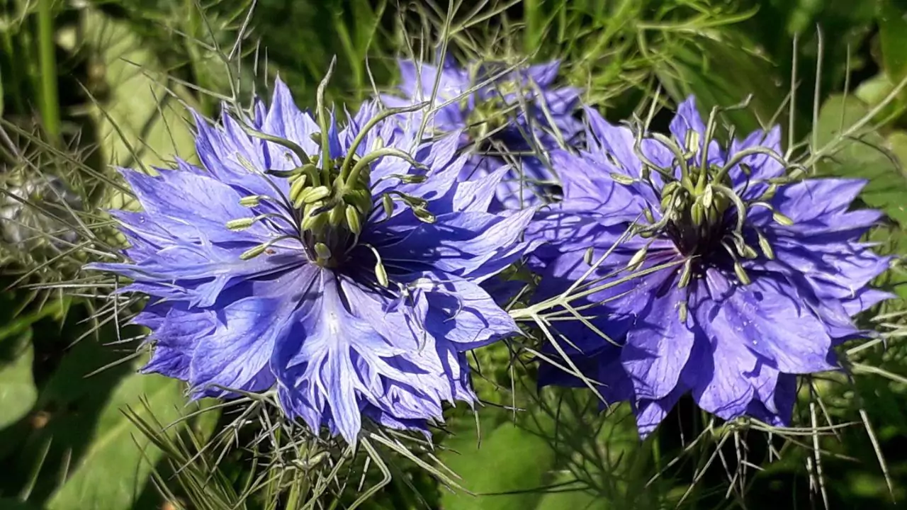 Love in a mist