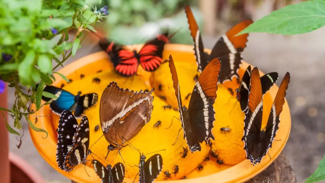 4 Best Butterfly Feeders For Your Garden