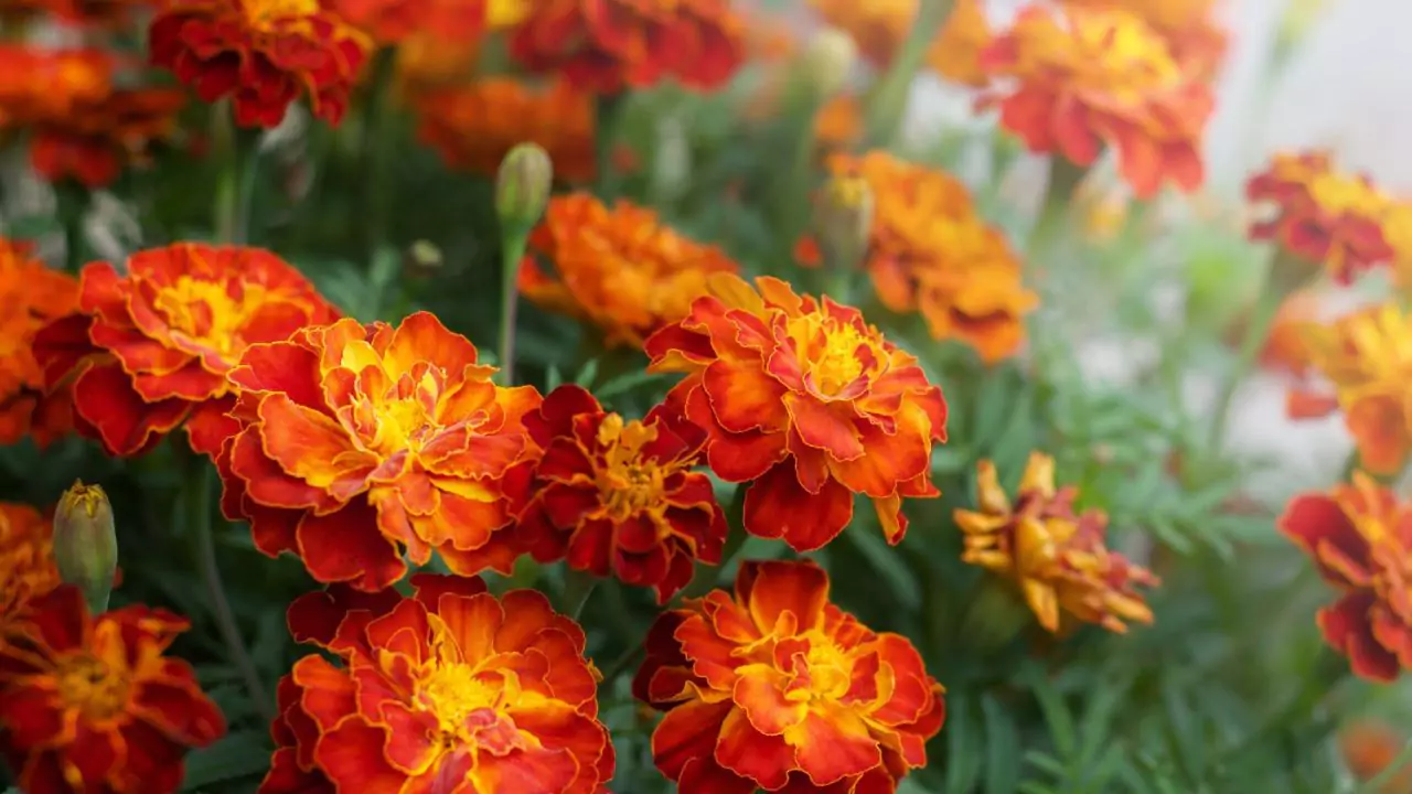 Marigolds in a garden