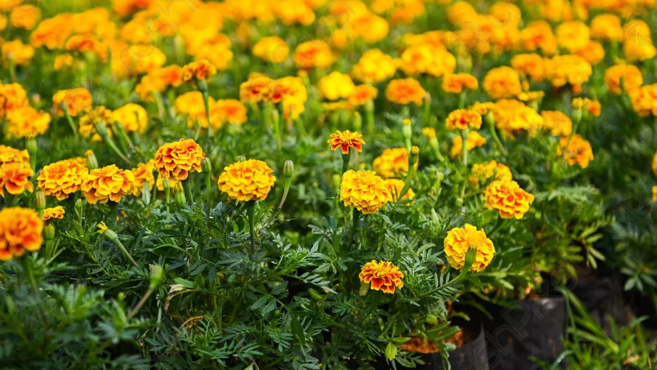 How To Create A Great Butterfly Garden With Ease 7 Marigolds