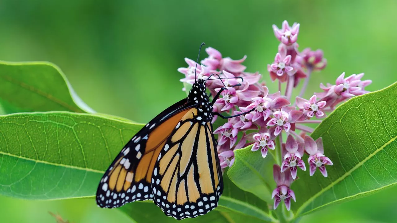 How To Create A Great Butterfly Garden With Ease