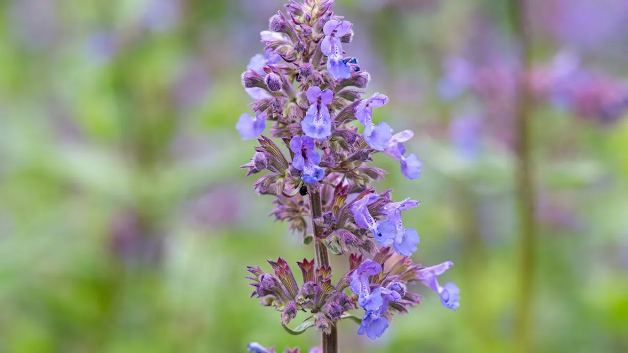 How To Create A Great Butterfly Garden With Ease 15 Nepeta
