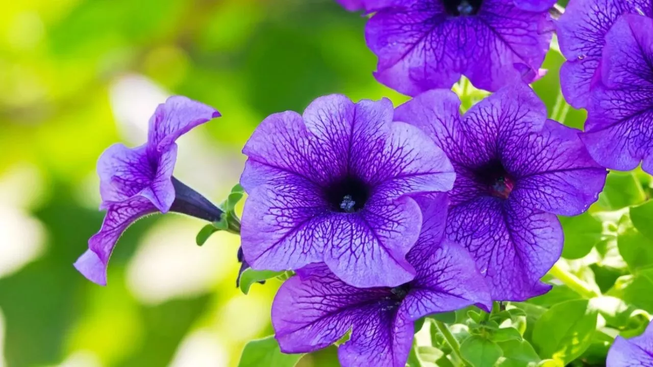 Petunias 1
