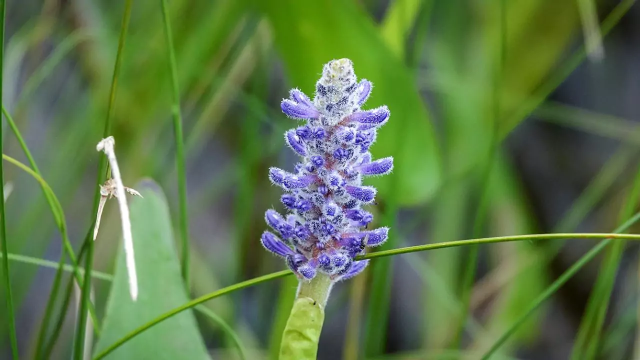 Pickerel weed