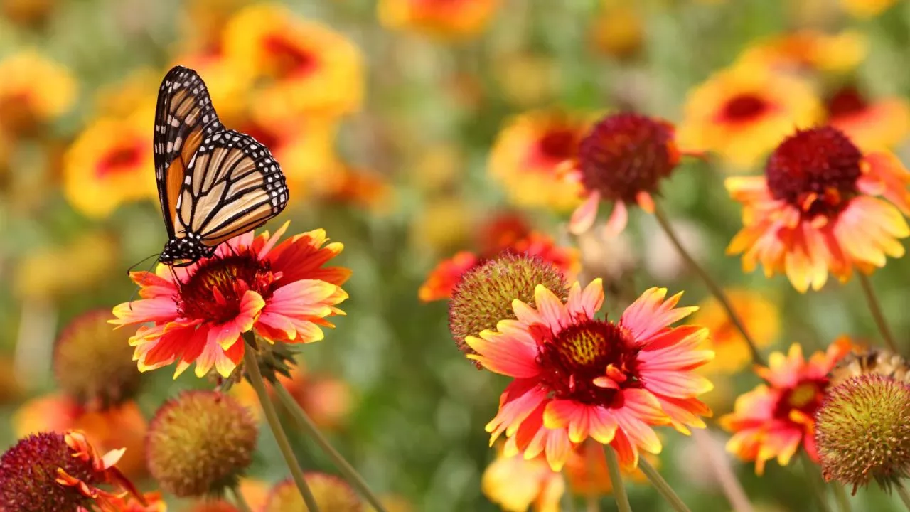 10 Best Ways To Attract Butterflies To Your Garden 6 Plant Flowers Butterflies Love