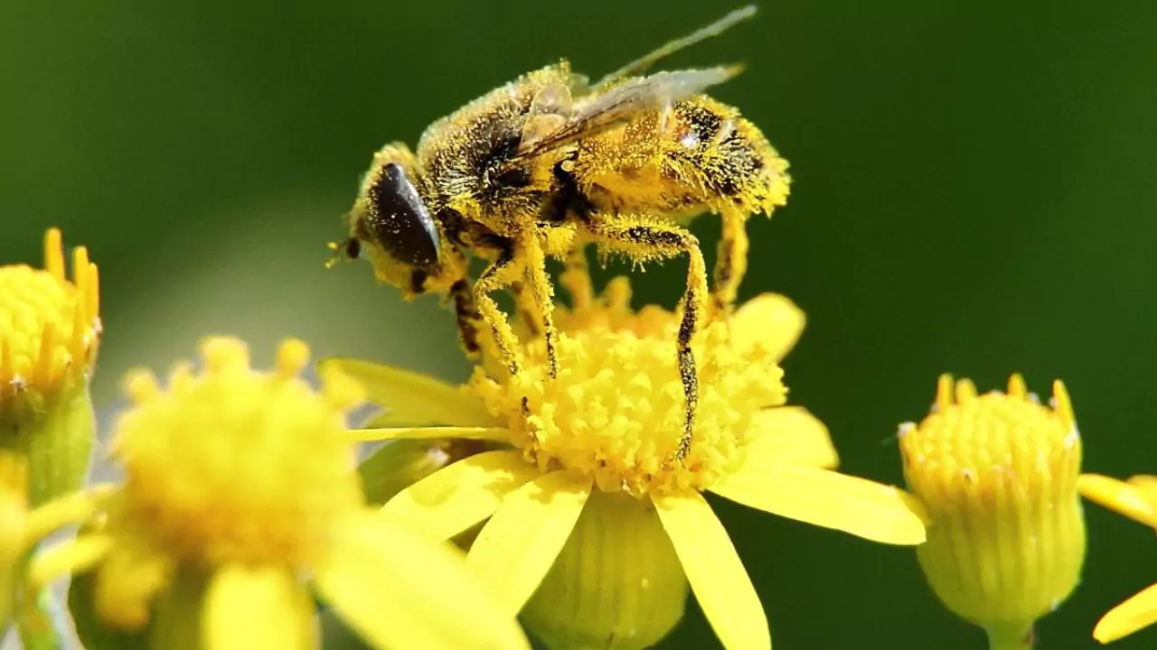 Pollen is a powdery yellow substance