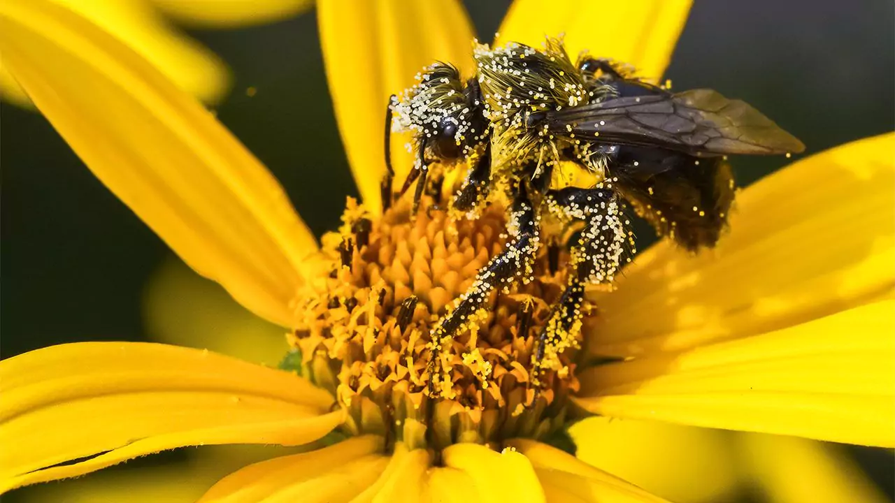 Why Is Pollen Important (And Why Should You Care)? 1 Pollen