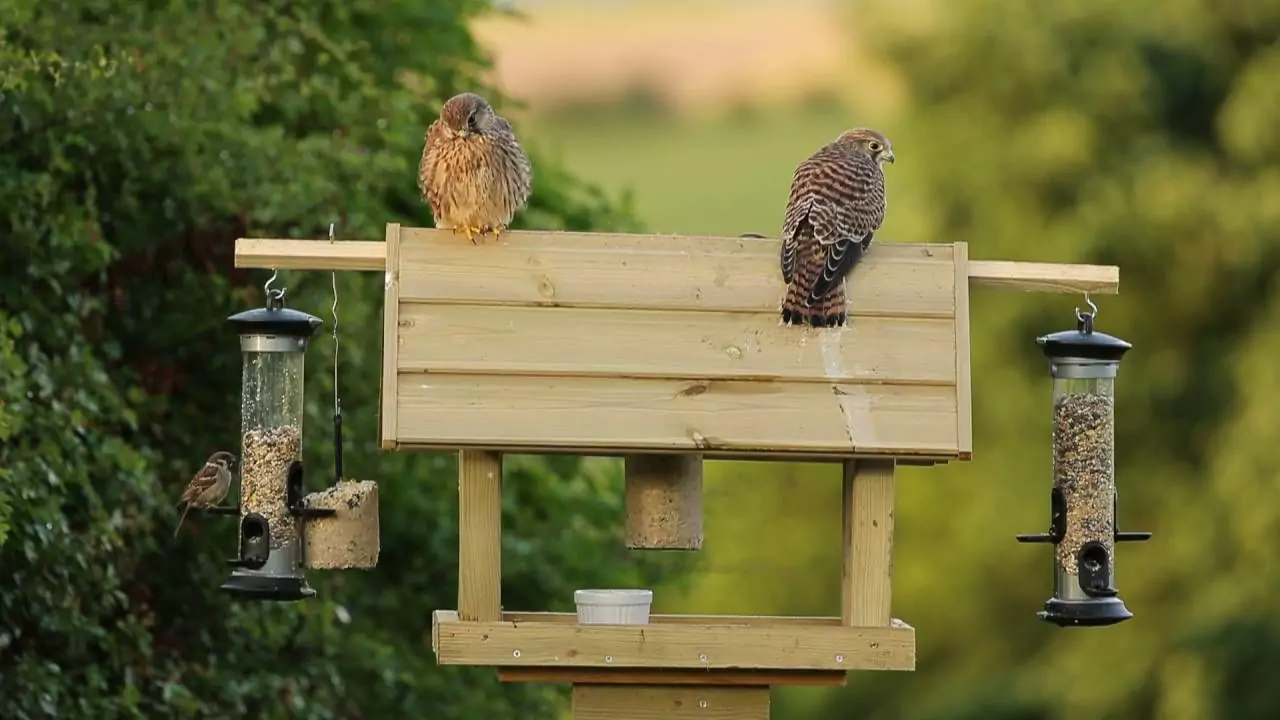 Protect bird table