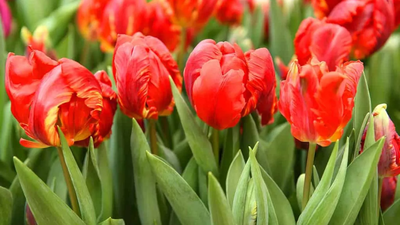 Red Tulips