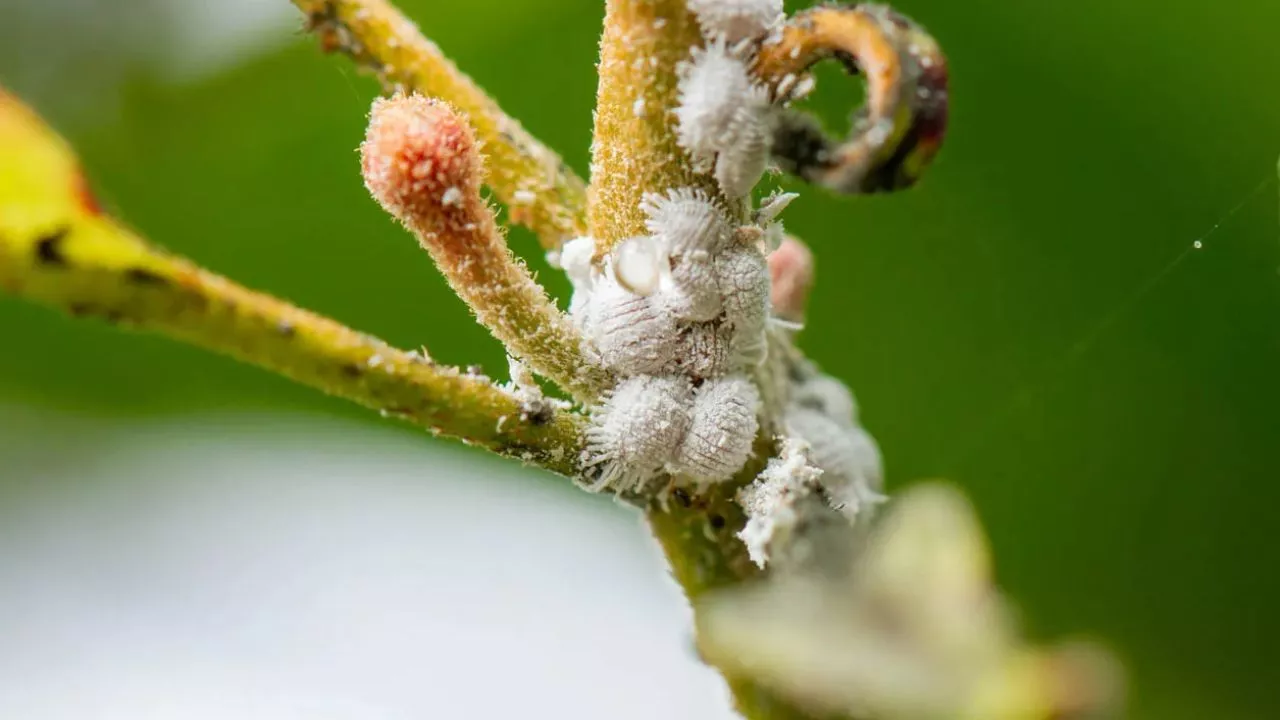 Signs Of Mealybug Damage