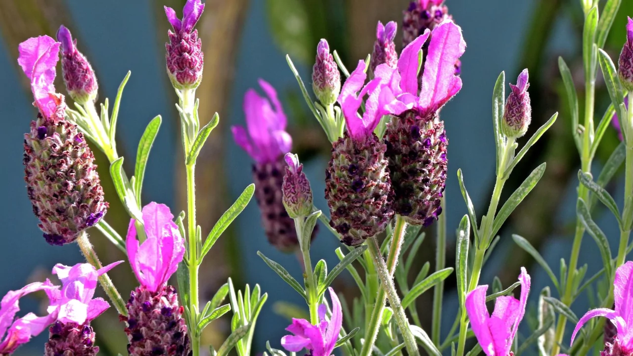 Spanish lavender