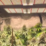 5 Best Grow Lights for Aeroponics