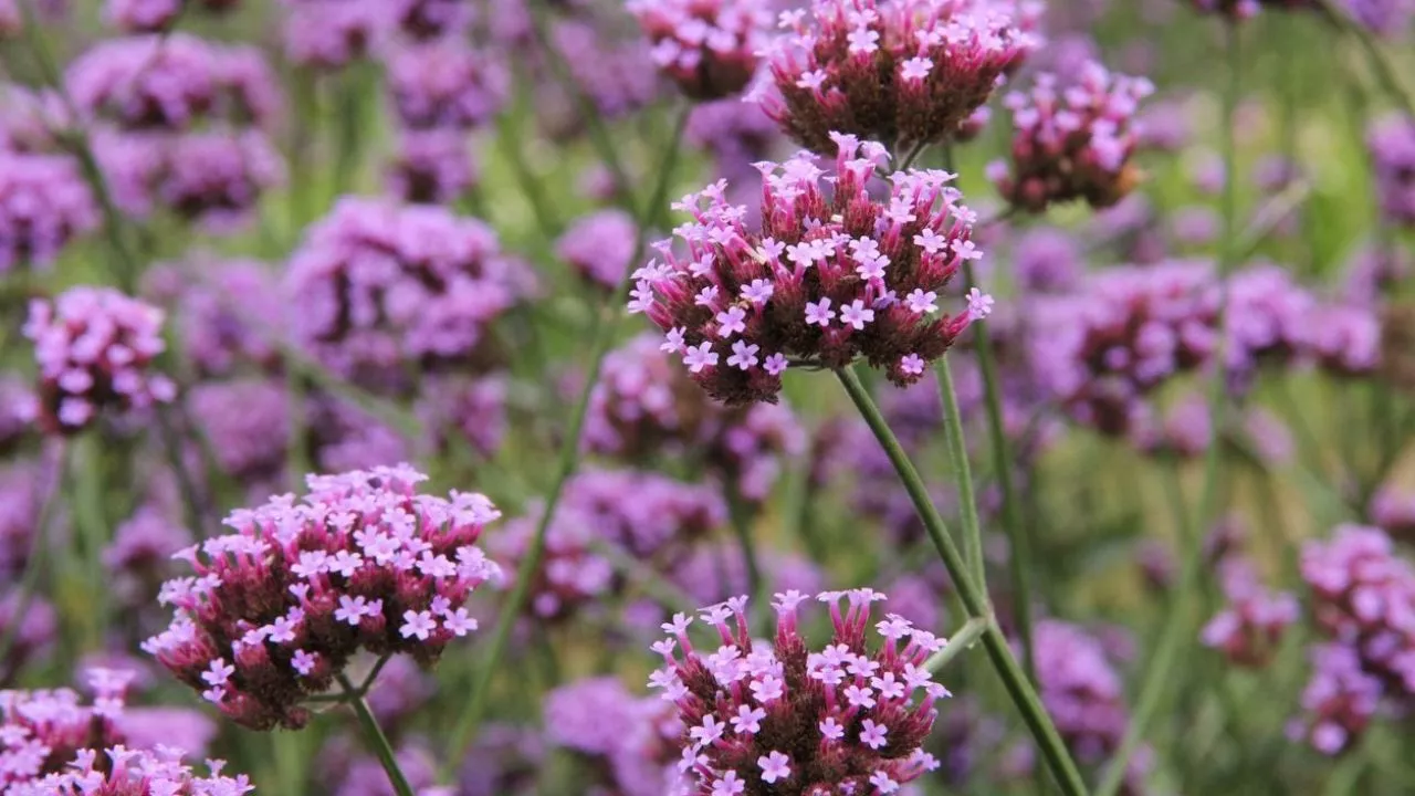 How To Create A Great Butterfly Garden With Ease 13 Verbena