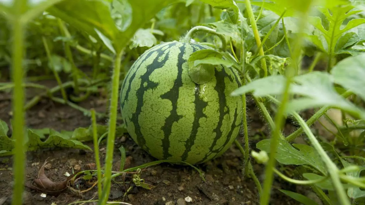 Why Is Pollen Important (And Why Should You Care)? 4 Watermelons