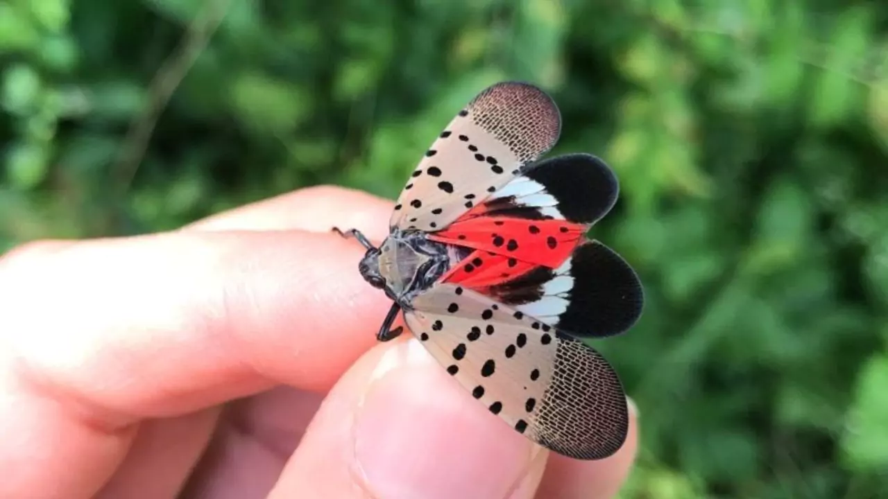 What Eats Spotted Lanternfly