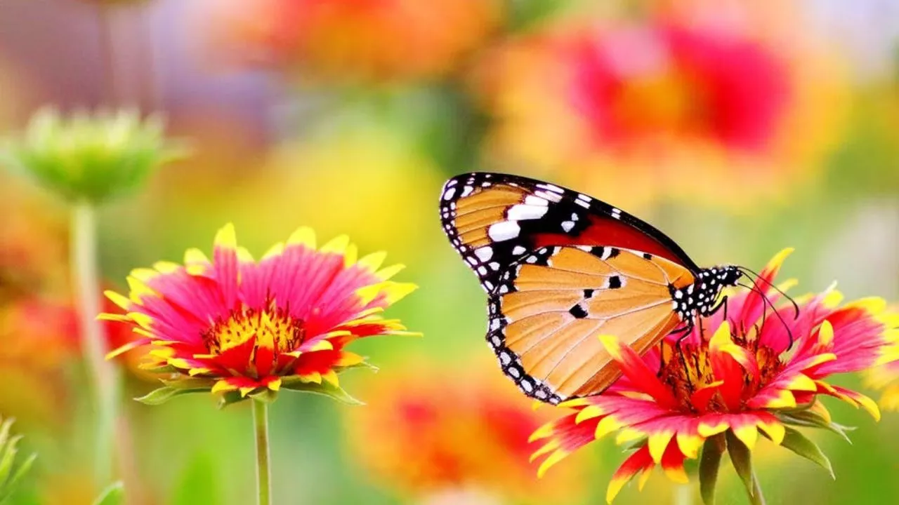 How To Create A Great Butterfly Garden With Ease 1 Why A Butterfly Garden Is Beautiful