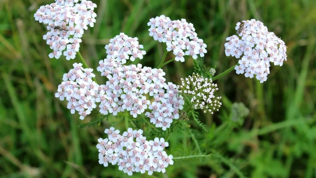 How To Create A Great Butterfly Garden With Ease 8 Yarrow