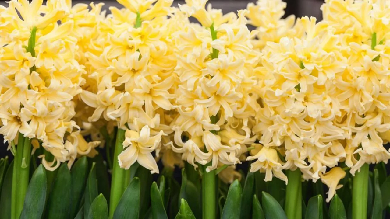 Yellow Hyacinth