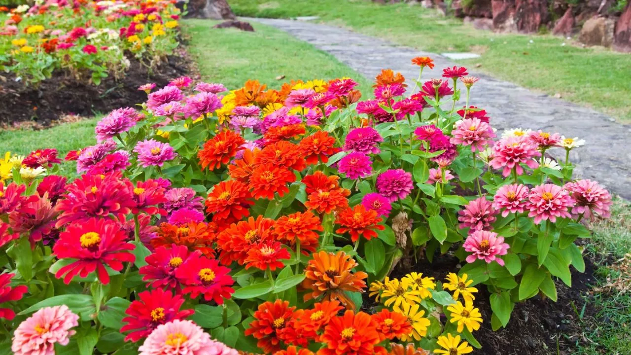 How To Create A Great Butterfly Garden With Ease 5 Zinnias