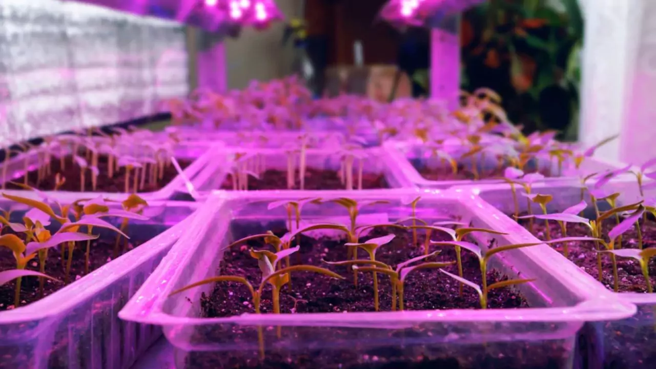 5 Best Grow Lights for Aeroponics 1 growing lights