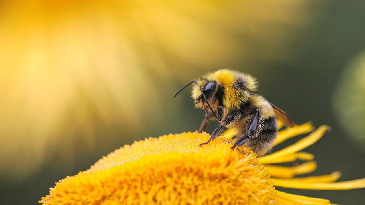 Why Is Pollen Important (And Why Should You Care)? 7 importance of bees