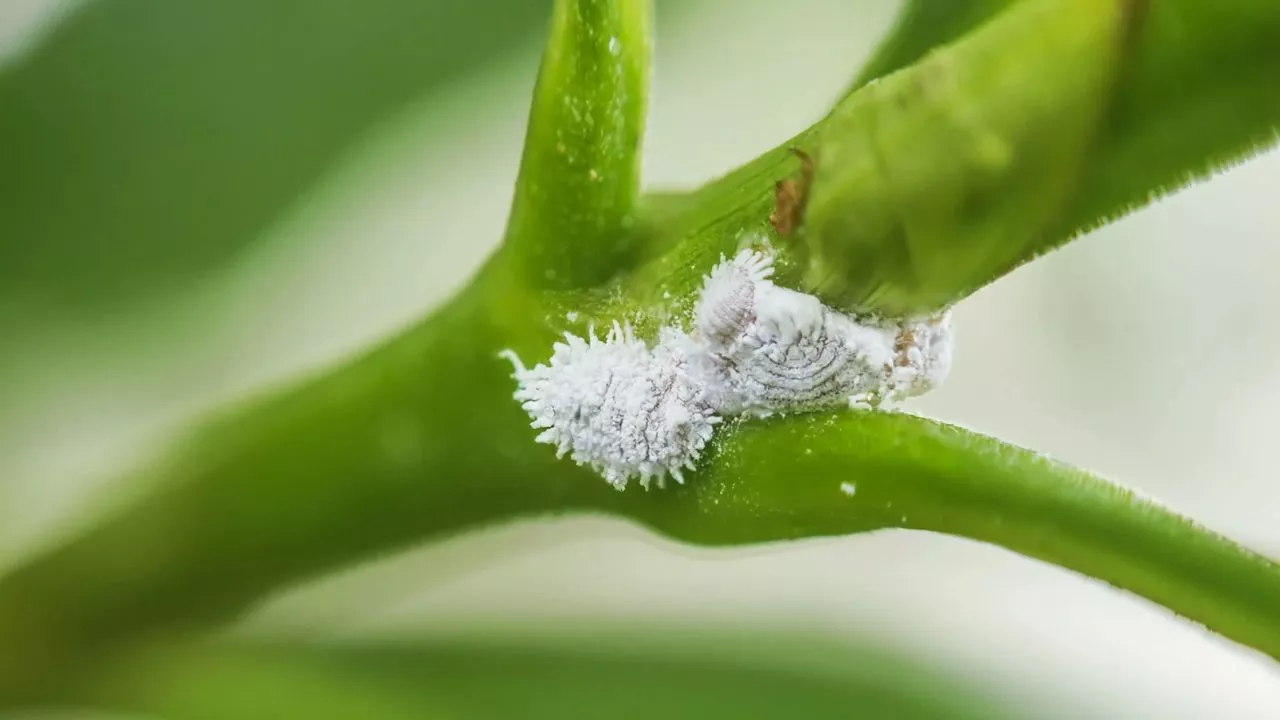 How to Get Rid of Mealybugs: Expert Tips and Solutions