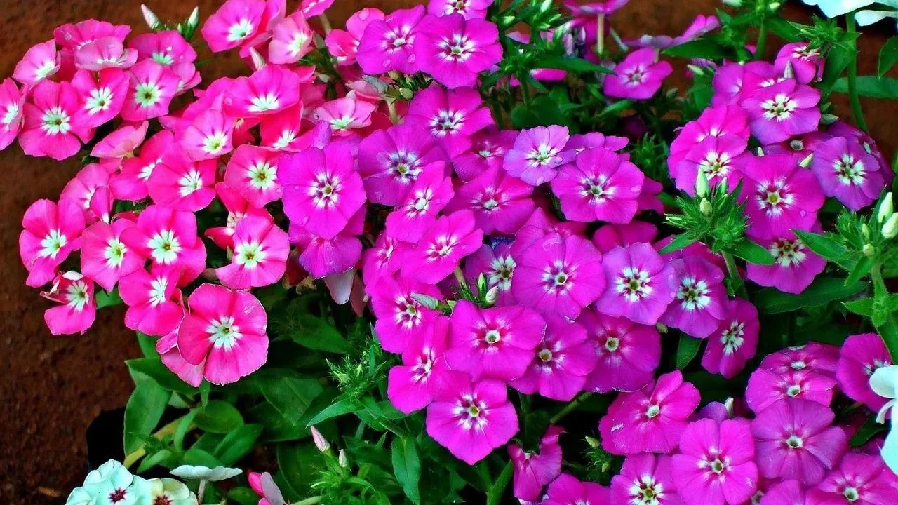 How To Create A Great Butterfly Garden With Ease 16