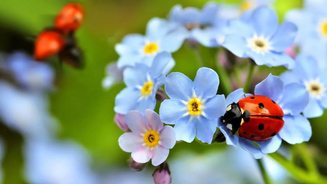 Attract And Keep Ladybugs In Your Garden